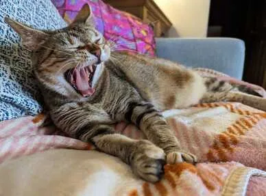 Image description